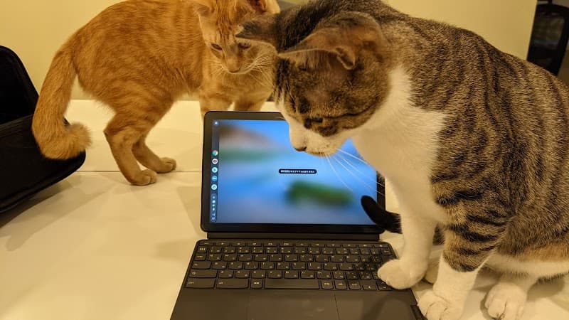 SANCHACO Cat Workspace - Coworking, a0000000-0000-0000-0000-000000000021